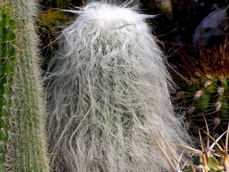 Cephalocereus senilis (Haw.) Pfeiff. (Allg. Gartenz. 6: 142 (1838))